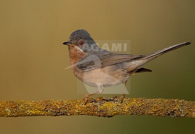  stock-image by Agami/Eduard Sangster,