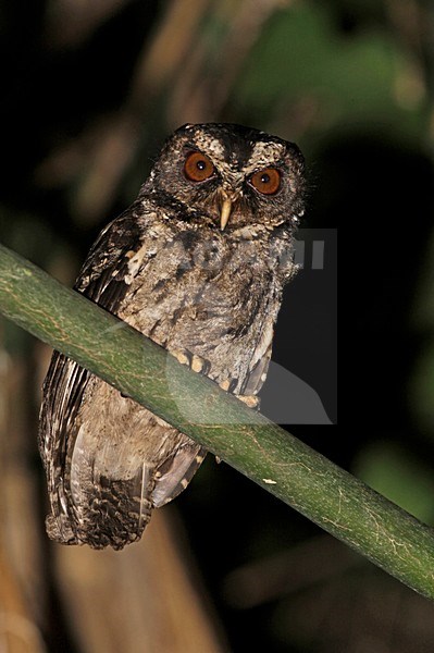 Palawandwergooruil, Palawan Scops-Owl stock-image by Agami/Pete Morris,