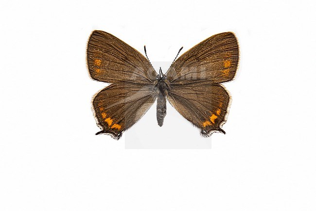 Black Hairstreak, Pruimenpage, Satyrium pruni stock-image by Agami/Wil Leurs,