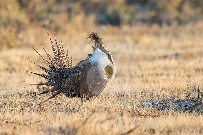 Adult male Gunnison Grouse, Centrocercus minimus
Gunnison Co., Colorado, USA. stock-image by Agami/Brian E Small,