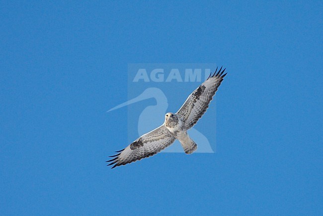 Volwassen Ruigpootbuizerd in vlucht; Adult Rough-legged Buzzard in flight stock-image by Agami/Jari Peltomäki,