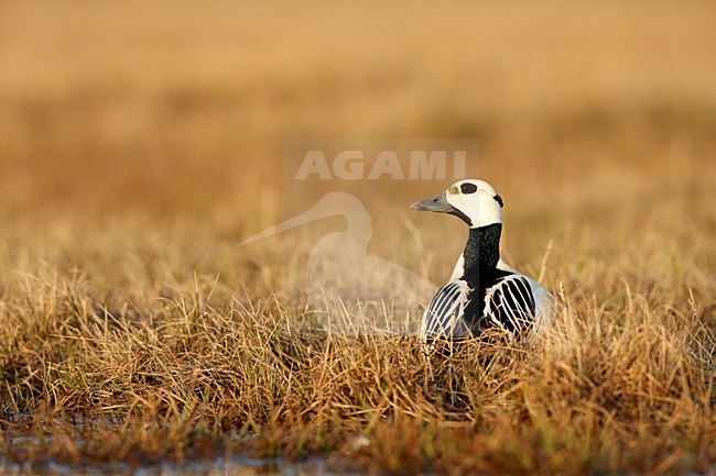 Stellers Eider op de toendra; Steller's Eider on the tundra stock-image by Agami/Chris van Rijswijk,