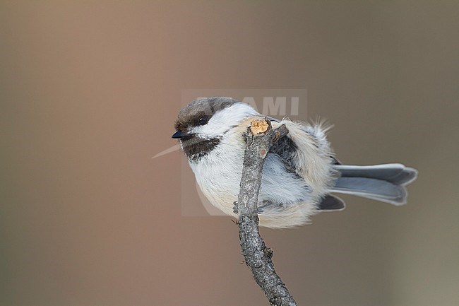 Siberian Tit - Lapplandmeise - Poecile cinctus lapponicus, Finland stock-image by Agami/Ralph Martin,
