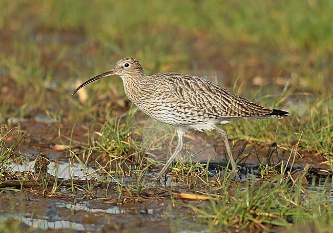 Eurasian Curlew (Numenius arquata) looking for food on an old cornfield. stock-image by Agami/Renate Visscher,