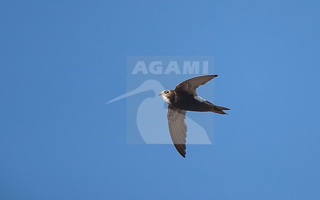 Hybrid Little x White-rumped Swift (Apus affinis x caffer) in flight at Little Swift colony in harbour of Chipiona, Andalusia, Spain stock-image by Agami/Helge Sorensen,