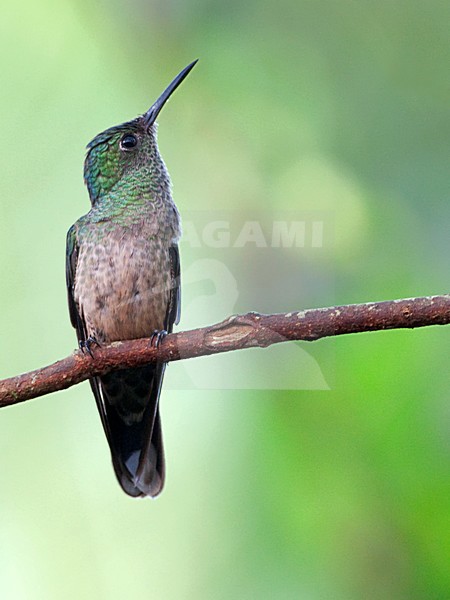 Schubborstkolibrie, Scaly-breasted Hummingbird stock-image by Agami/Alex Vargas,