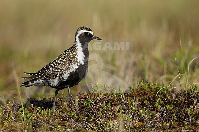 Adult male Pacific Golden Plover (Pluvialis fulva) in full breeding plumage at Seward Peninsula, Alaska, USA in June 2018. stock-image by Agami/Brian E Small,