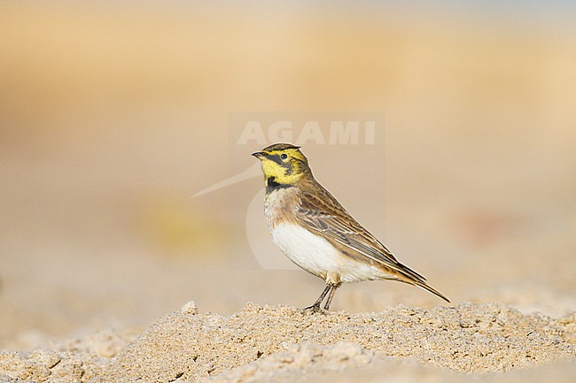 Strandleeuwerik, Shore Lark, Eremophila alpestris stock-image by Agami/Menno van Duijn,