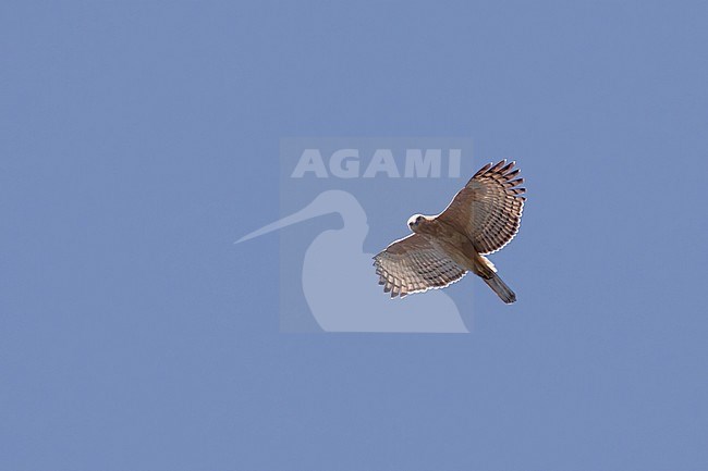 Javan Hawk-Eagle (Nisaetus bartelsi) soaring above the forest  in Java stock-image by Agami/Dubi Shapiro,