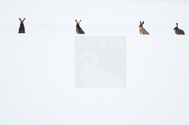 Europese Haas in de sneeuw, European Hare in the snow stock-image by Agami/Menno van Duijn,