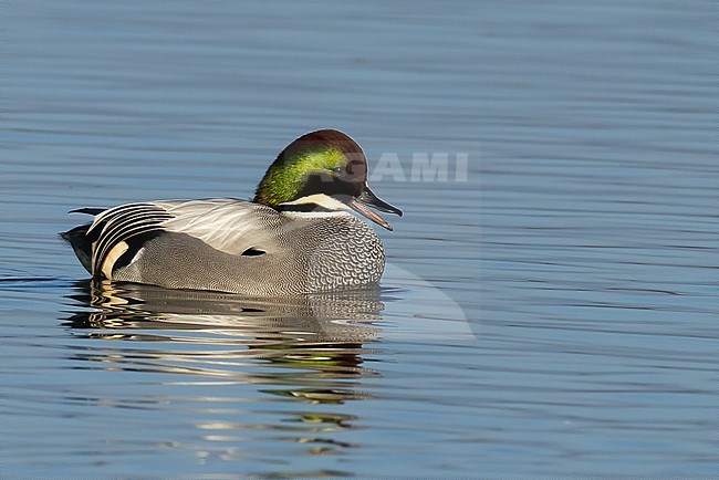 Falcated Duck (Mareca falcata) adult male swimming stock-image by Agami/Dubi Shapiro,