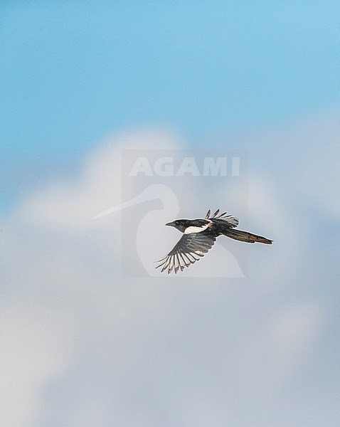 Eurasian Magpie (Pica pica) in Katwijk, Netherlands. stock-image by Agami/Marc Guyt,