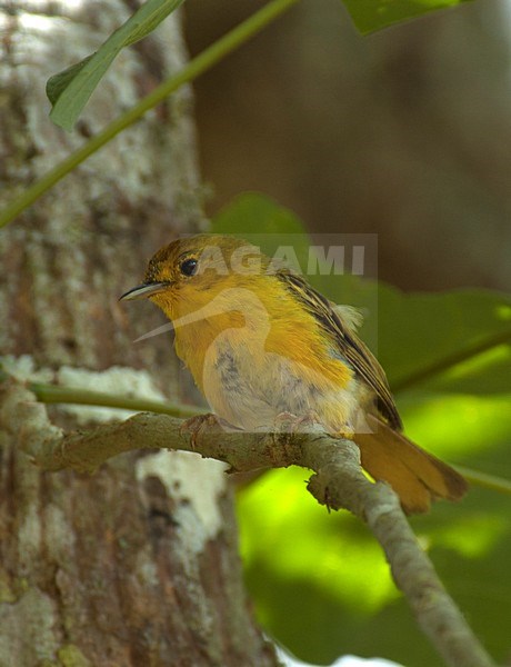Mangrovezanger, American yellow warbler stock-image by Agami/Roy de Haas,