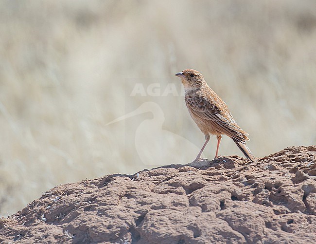 Eastern Clapper Lark (Mirafra fasciolata) in South Africa. stock-image by Agami/Pete Morris,