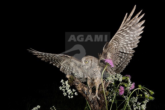 Eurasian Scops Owl (Otus scops scops) during the night in Italy. stock-image by Agami/Alain Ghignone,