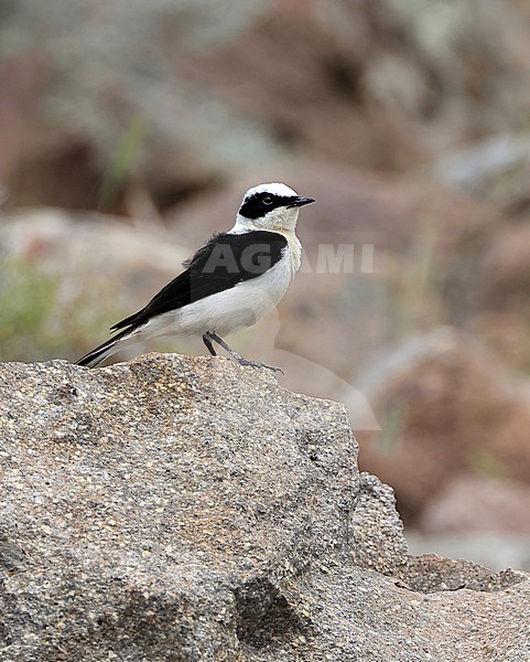 Male Eastern Black-eared Wheatear (Oenanthe melanoleuca) perched on a rock on the Greek island of Lesvos. stock-image by Agami/Jacques van der Neut,