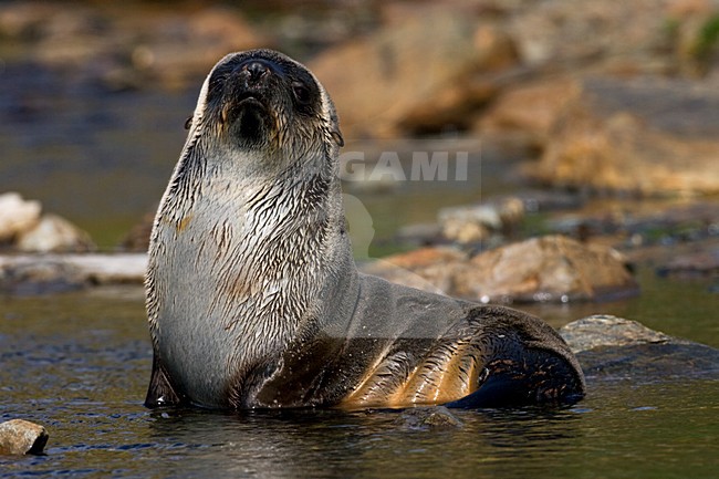 Antarctische Pelsrob, Antarctic Fur Seal, Arctocephalus gazella stock-image by Agami/Marc Guyt,