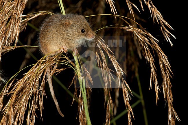 Foeragerende Dwergmuis; Foraging Harvest Mouse stock-image by Agami/Theo Douma,