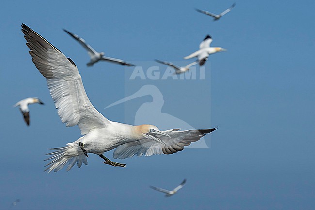 Northern Gannet (Morus bassanus) hunting for fish. stock-image by Agami/Marcel Burkhardt,