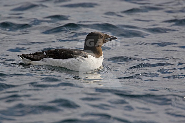 Kortbekzeekoet zwemmend, Thick-billed Murre swimming stock-image by Agami/Markus Varesvuo,
