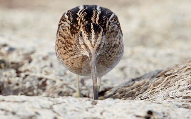 Foeragerende Watersnip; Foraging Common Snipe stock-image by Agami/Markus Varesvuo,