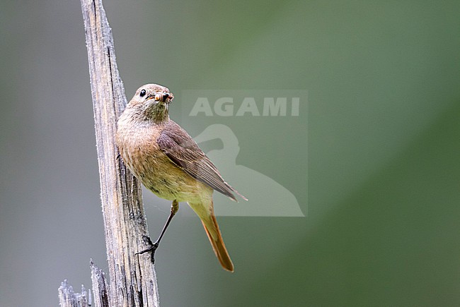 Common Redstart - Gartenrotschwanz - Phoenicurus phoenicurus ssp. phoenicurus, Russia (Oblast Irkutsk), adult female stock-image by Agami/Ralph Martin,
