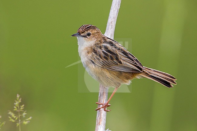 Graszanger, Zitting Cisticola stock-image by Agami/Daniele Occhiato,