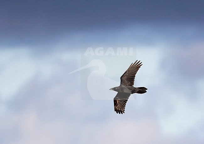 Raaf in vlucht, Common Raven in flight stock-image by Agami/Markus Varesvuo,