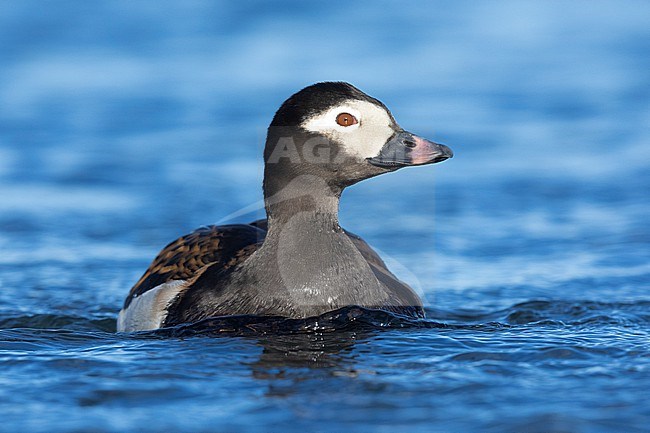Long-tailed Duck (Clangula hyemalis), adult male swimming in the water, Northeastern Region, Iceland stock-image by Agami/Saverio Gatto,