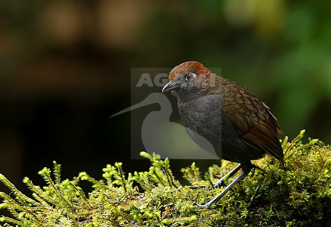 Chestnut-naped Antpitta (Grallaria nuchalis obsoleta) (subspecies) perched on moss in Quito, Ecuador, South-America. stock-image by Agami/Steve Sánchez,