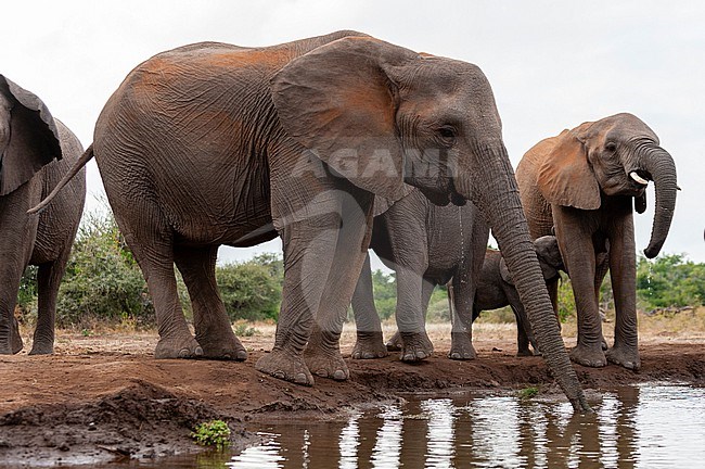 African elephants, Loxodonta africana, drinking at a waterhole. A calf nurses at it mother. Mashatu Game Reserve, Botswana. stock-image by Agami/Sergio Pitamitz,