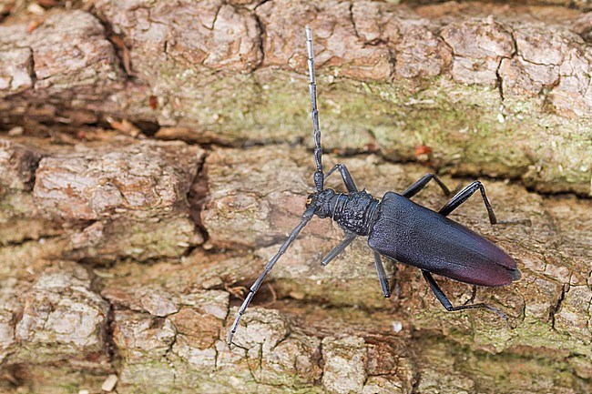 Cerambyx cerdo - Great Capricorn Beetle - Großer Eichenheldbock, Germany, imago, female stock-image by Agami/Ralph Martin,
