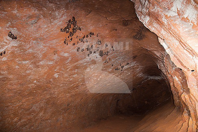 Greater Horseshoe Bats hibernating in a batcave stock-image by Agami/Theo Douma,