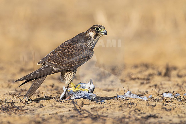 Immature Peregrine Falcon, Falco peregrinus, in Italy. Standing on the ground, plucking its prey. stock-image by Agami/Daniele Occhiato,