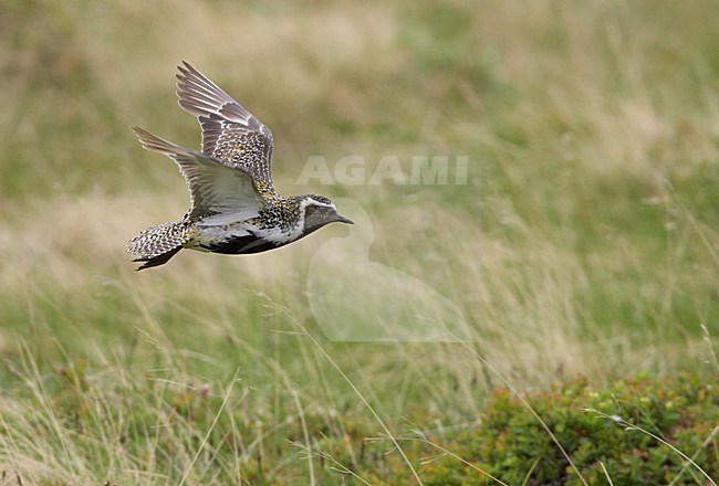 Goudplevier in vlucht, European Golden Plover in flight stock-image by Agami/Markus Varesvuo,