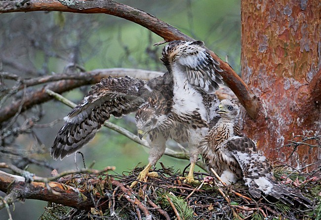 Havik jongen op nest; Northern Goshawk immatures on nest stock-image by Agami/Markus Varesvuo,
