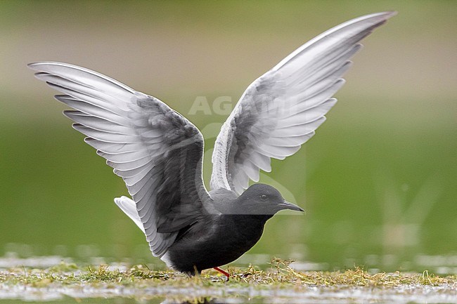 White-winged Tern (Chlidonias leucopterus), adult in breeding plumage spreading its wings, Campania, Italy stock-image by Agami/Saverio Gatto,