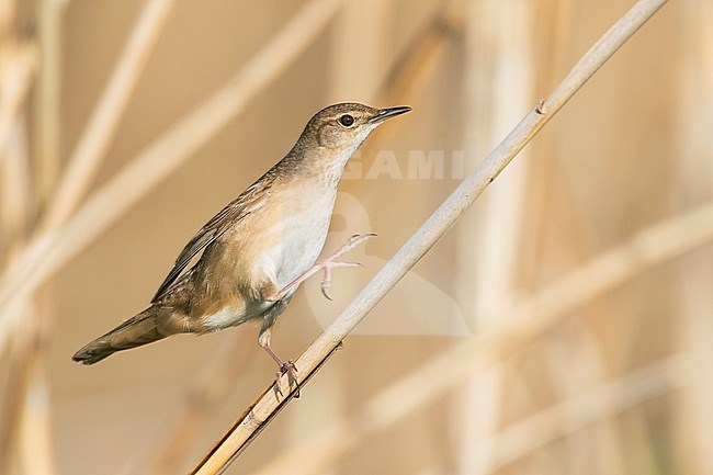 Savis Warbler - Rohrschwirl - Locustella luscinoides, Germany stock-image by Agami/Ralph Martin,