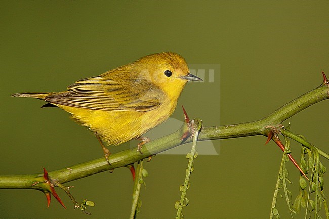 Adult male
Galveston Co., TX
April 2008 stock-image by Agami/Brian E Small,