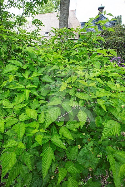 Salmonberry bushes stock-image by Agami/Wil Leurs,