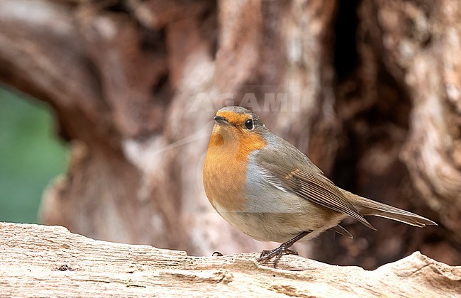 European Robin (Erithacus rubecula), seen from the front, adult perched on the floor stock-image by Agami/Roy de Haas,