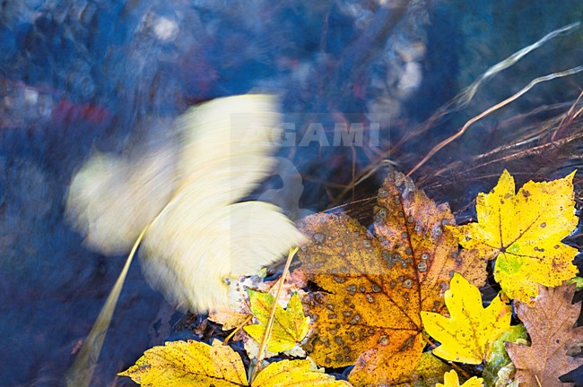 Geel gekleurd esdoorn blad, Yellow coloured Acer leaf stock-image by Agami/Rob de Jong,