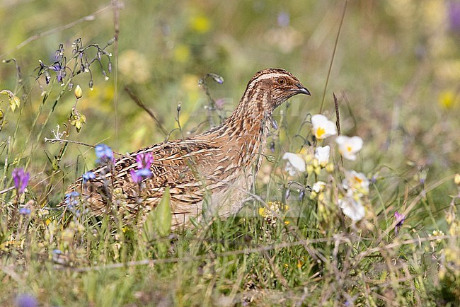 Common Quail (Coturnix coturnix), adult male among the grass, Abruzzo, Italy stock-image by Agami/Saverio Gatto,