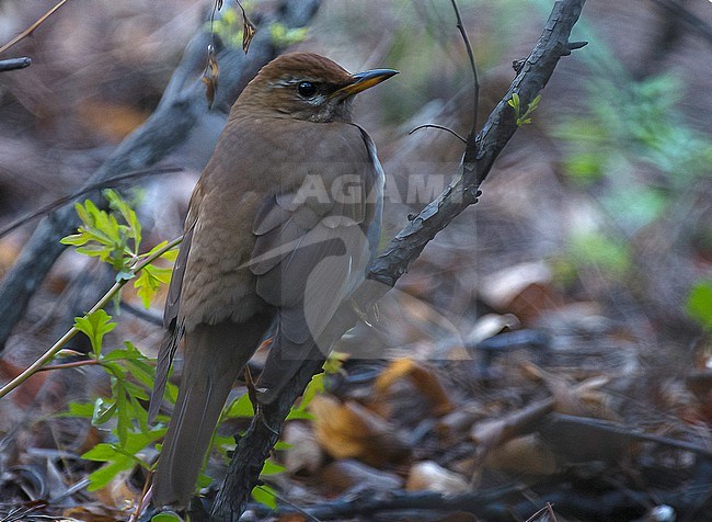 Grey-sided Thrush (Turdus feae), side view of an adult bird in Happy Island, China stock-image by Agami/Kari Eischer,