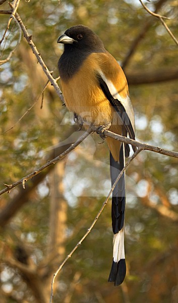Zwerfekster, Rufous Treepie, Dendrocitta vagabunda stock-image by Agami/Marc Guyt,