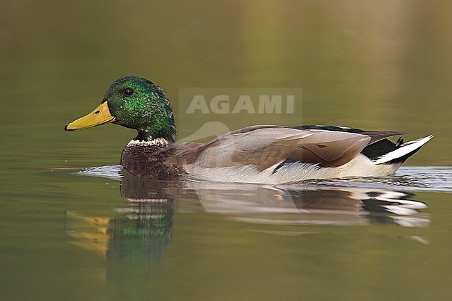 Mallard duck  (Anas platyrhynchos) in Victoria, BC, Canada. stock-image by Agami/Glenn Bartley,