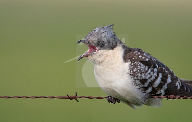 Adult Great Spotted Cuckoo (Clamator glandarius) perched on barbed wire with an open bill at Extremadura, Spain stock-image by Agami/Helge Sorensen,