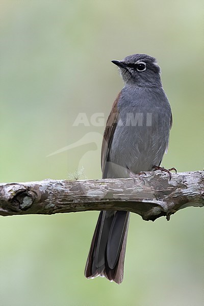 Brown-backed Solitaire (Myadestes occidentalis) perched on a branch in a semi-deciduous mountain forest in Guatemala. stock-image by Agami/Dubi Shapiro,