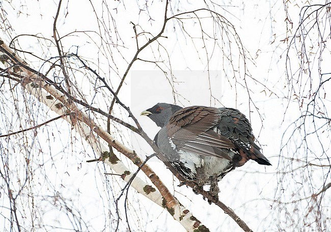 Male Western Capercaillie (Tetrao urogallus) during a cold winter in Northern Finland. Perched in a birch tree, looking down. stock-image by Agami/Marc Guyt,