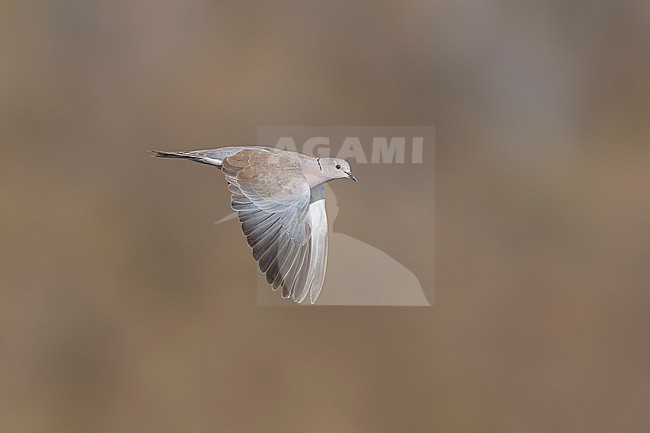 Flying African Collared-Dove (Streptopelia roseogrisea roseogrisea) over sewage pond of Mindelo, Sao Vicente, Cape Verde. stock-image by Agami/Vincent Legrand,